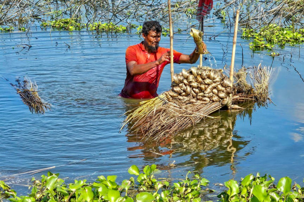 Unrestricted Snail Trade Threatens Biodiversity in Chalan Beel