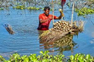Unrestricted Snail Trade Threatens Biodiversity in Chalan Beel