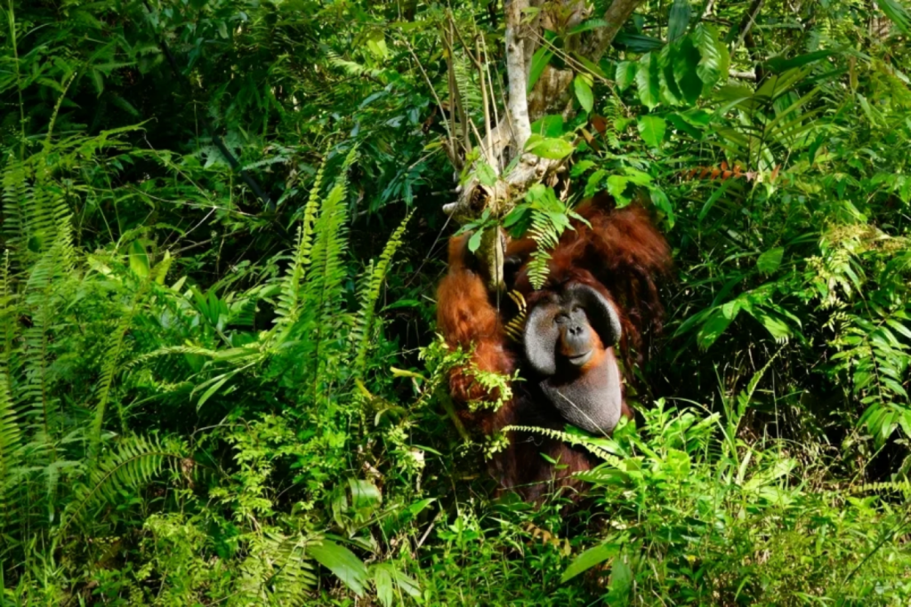 us rv demand driving deforestation on indonesias borneo warn ngos US RV Demand Driving Deforestation on Indonesia’s Borneo, Warn NGOs