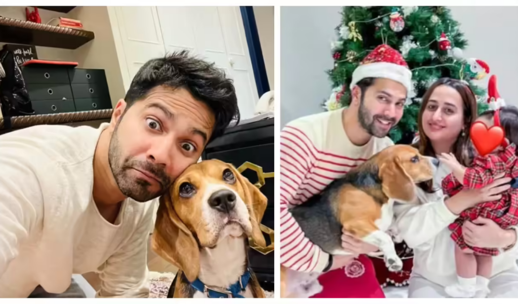 varun dhawan reveals his first child is not daughter lara but his pet dog Varun Dhawan Reveals His First “Child” is Not Daughter Lara, But His Pet Dog!