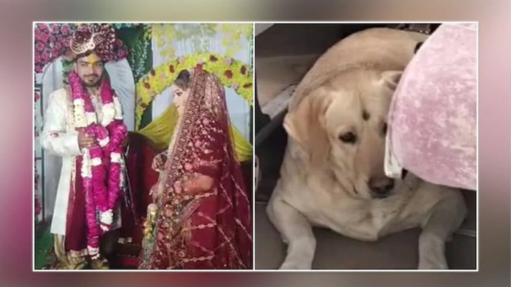 wedding chaos over pet dog ends in reconciliation Wedding Chaos Over Pet Dog Ends in Reconciliation