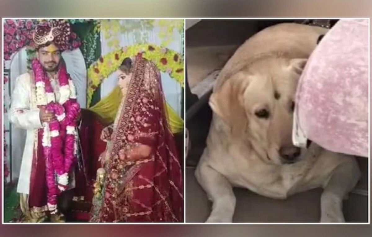 Wedding Chaos Over Pet Dog Ends in Reconciliation