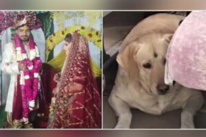 Wedding Chaos Over Pet Dog Ends in Reconciliation