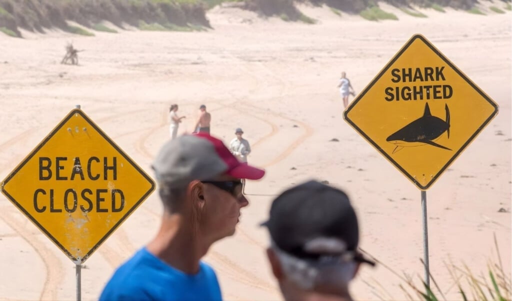 Why Shark Attacks Have Increased in Sydney 3 why shark attacks have increased in sydney Why Shark Attacks Have Increased in Sydney