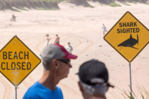 Why Shark Attacks Have Increased in Sydney