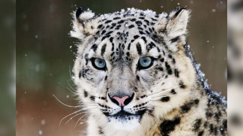 women lead snow leopard recovery Women Lead Snow Leopard Recovery