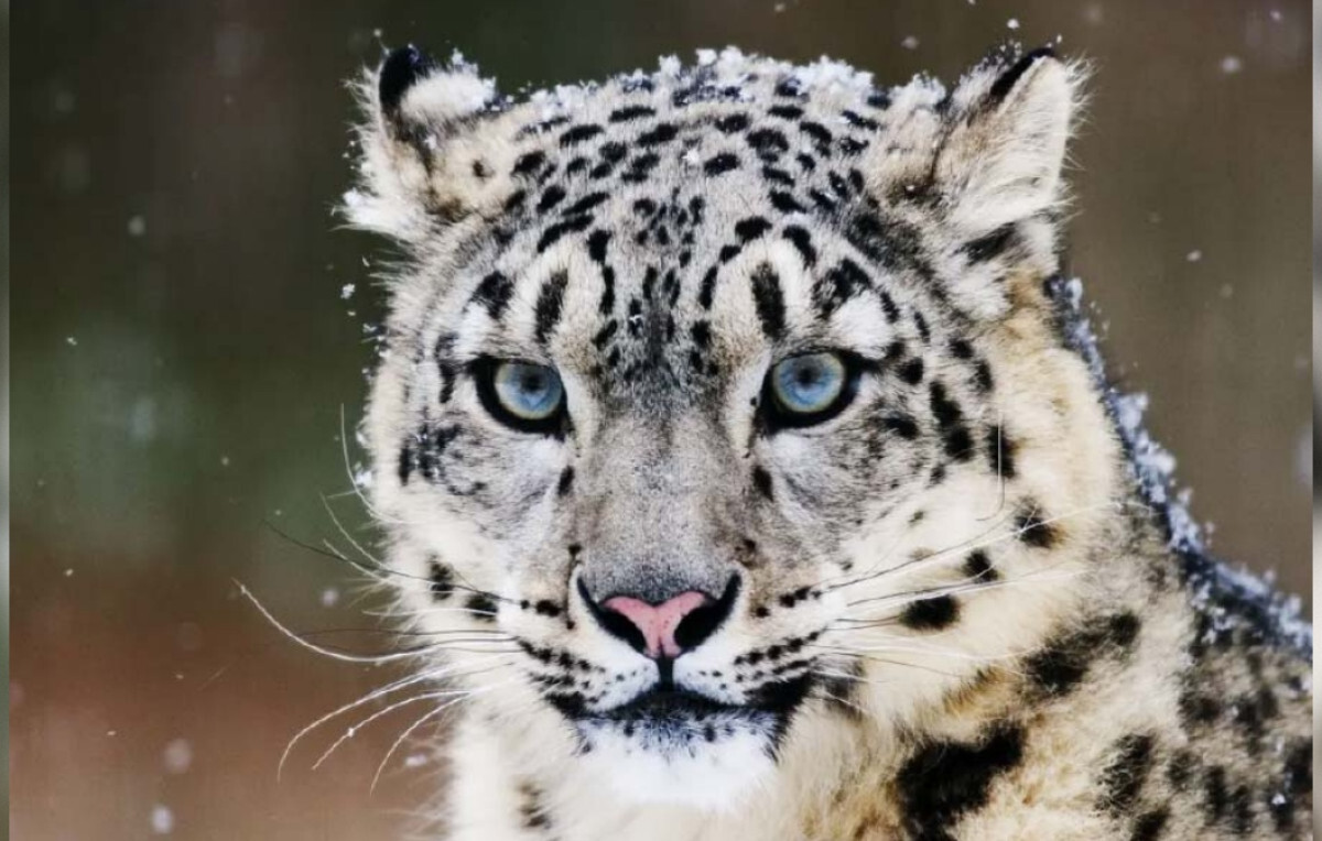 Women Lead Snow Leopard Recovery