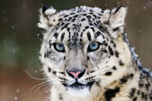 Women Lead Snow Leopard Recovery