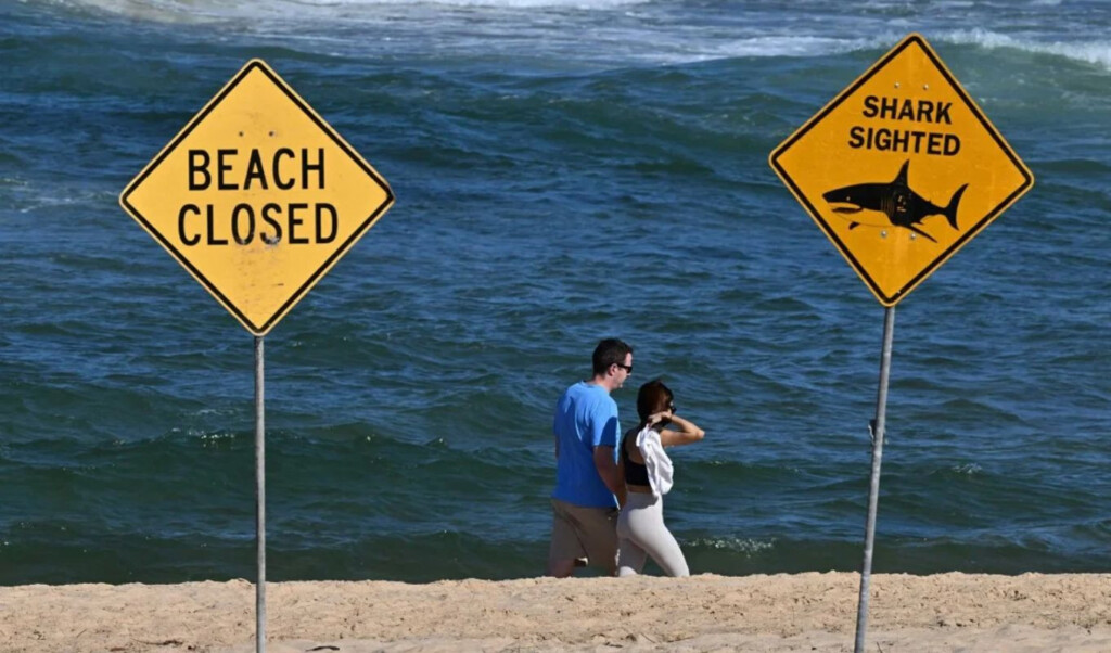 young woman killed in shark attack in australia another seriously injured Young Woman Killed in Shark Attack in Australia, Another Seriously Injured