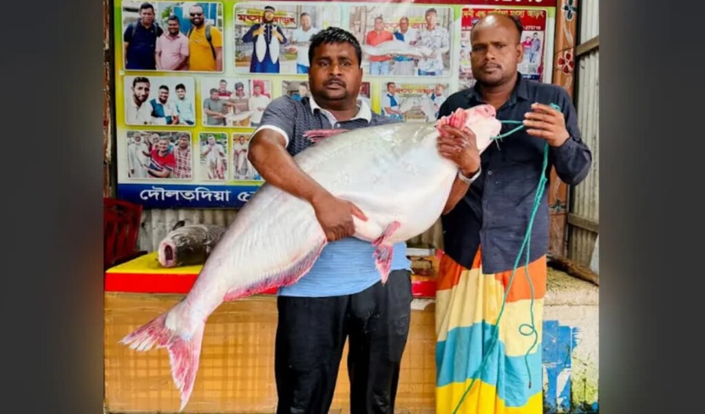 25kg Pangas Sold for Tk 70,000