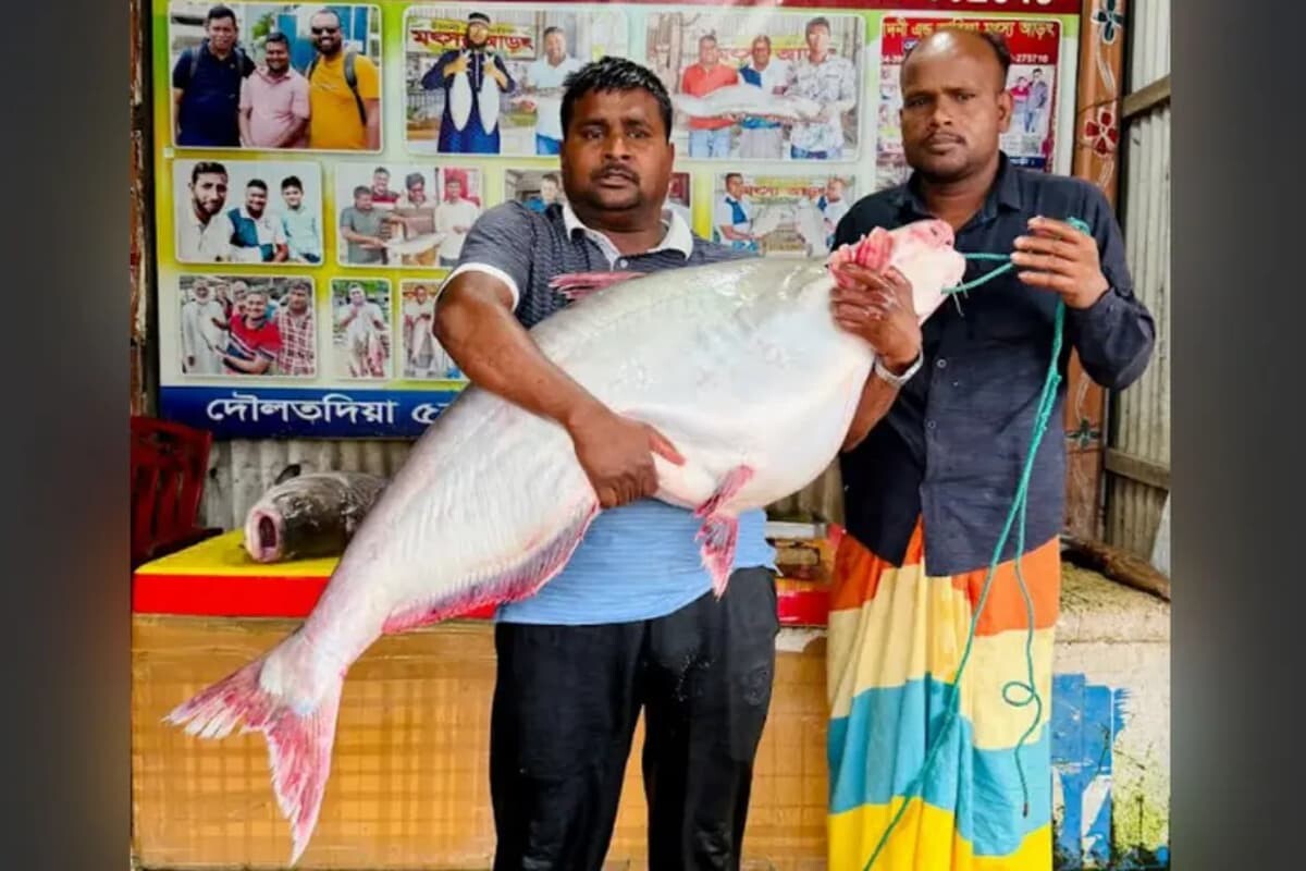 25kg Pangas Sold for Tk 70,000