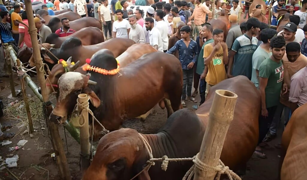 Dhaka Approves 26 Cattle Markets Dhaka Approves 26 Cattle Markets