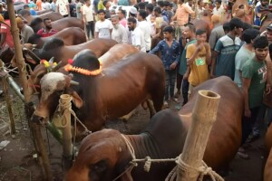 Dhaka Approves 26 Cattle Markets