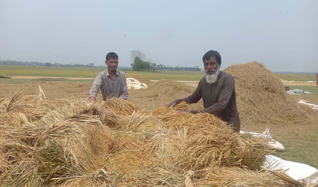 Farmers rush to harvest paddy in Sunamganj haors amid flash flood fears