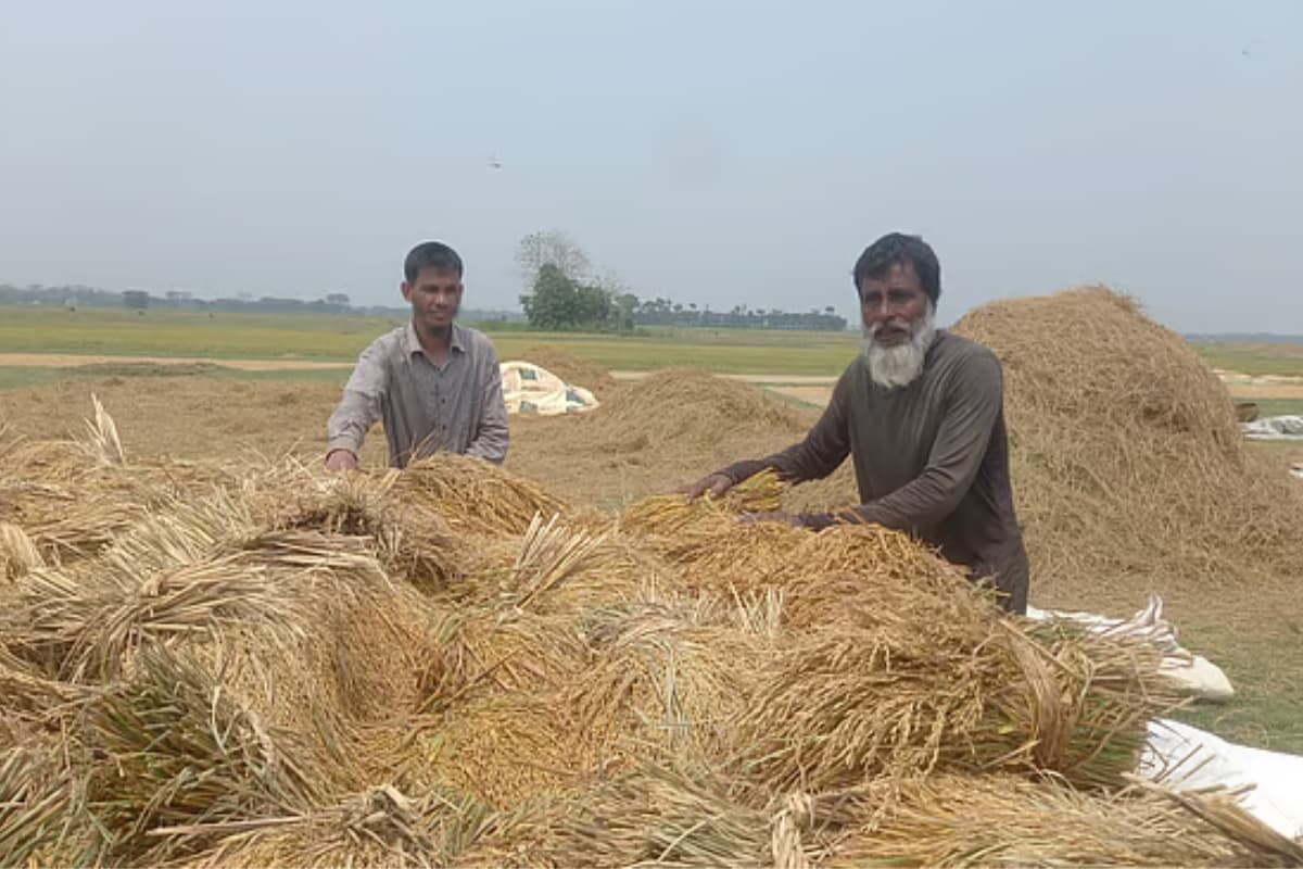 Farmers rush to harvest paddy in Sunamganj haors amid flash flood fears