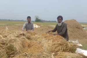 Farmers rush to harvest paddy in Sunamganj haors amid flash flood fears