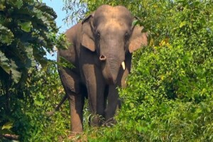 Mother and Child Killed in Elephant Attack