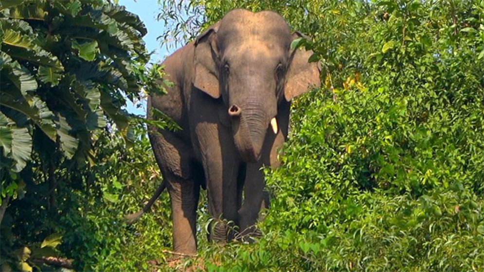 Mother and Child Killed in Elephant Attack