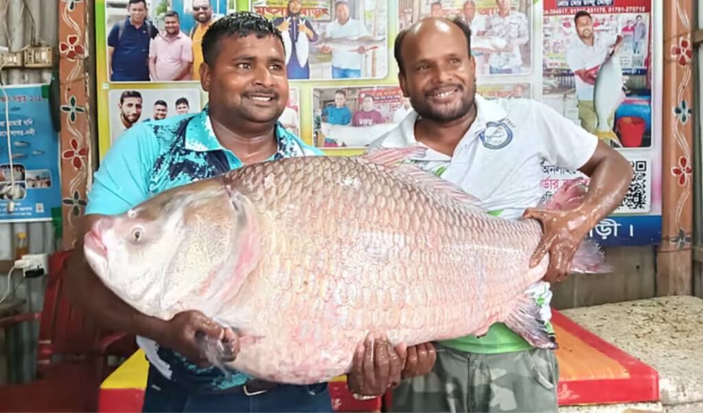Big Catla and Rohu from Padma Fetch Over a Lakh