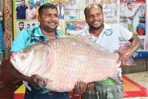 Big Catla and Rohu from Padma Fetch Over a Lakh