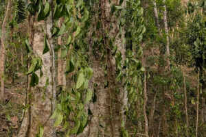 Over a Thousand Betel Trees Vandalised in Kulaura