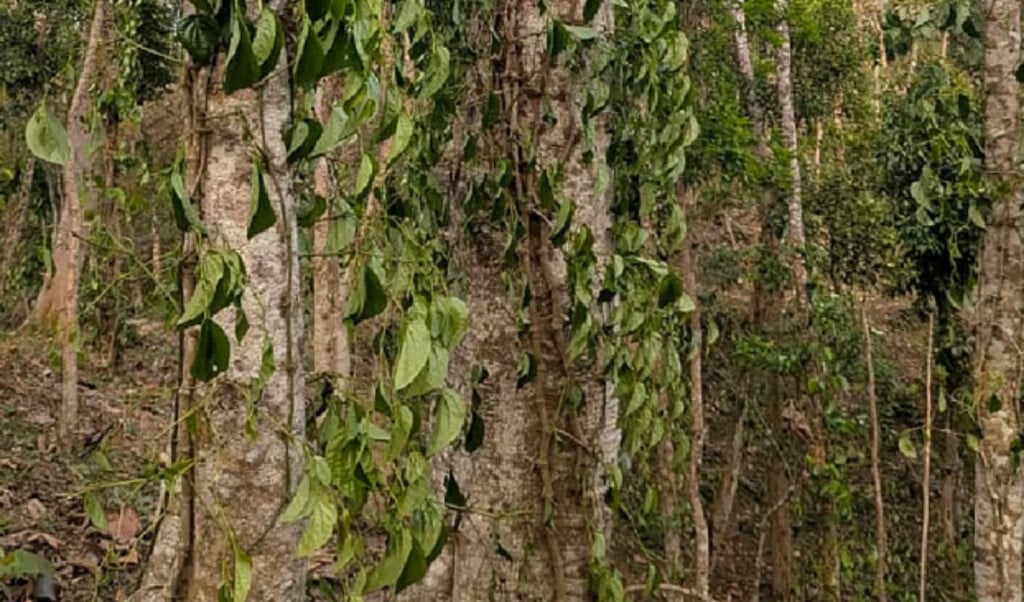 over a thousand betel trees vandalised in kulaura Over a Thousand Betel Trees Vandalised in Kulaura