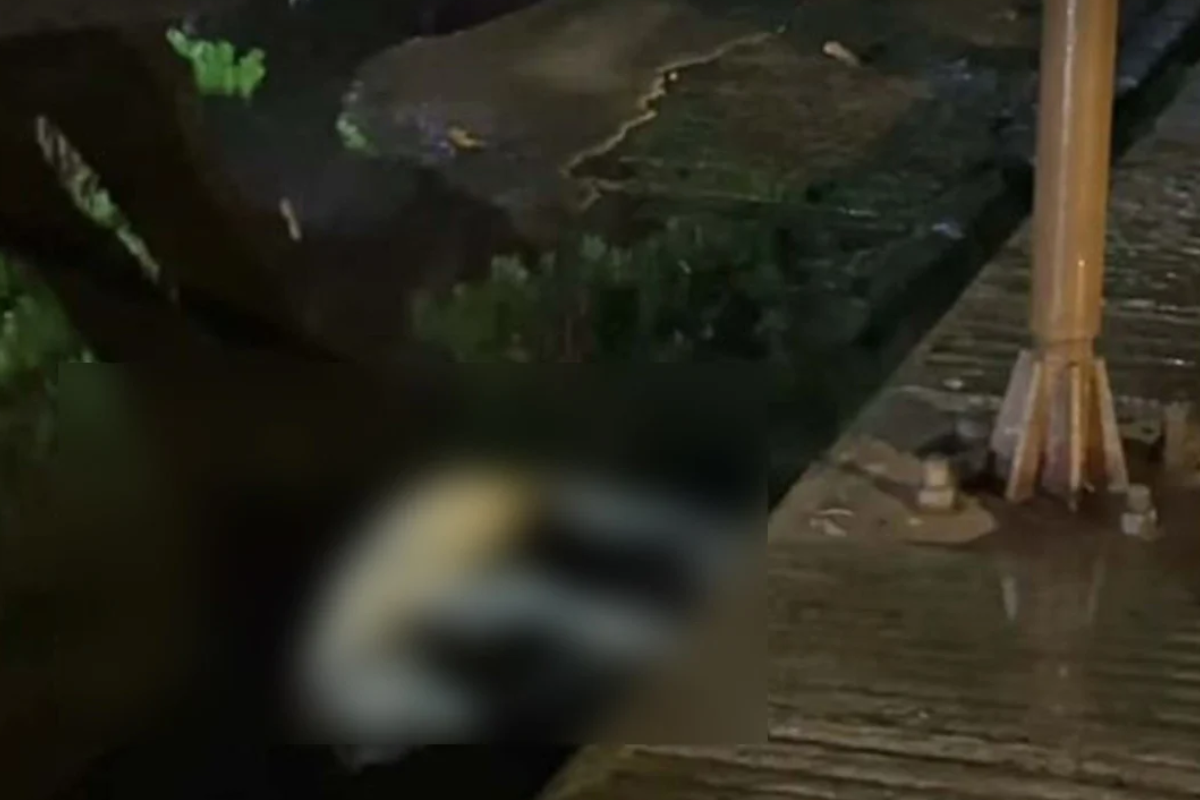 Stray Dog Dies in Dhaka Electrocution