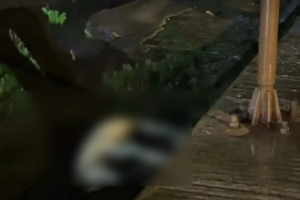 Stray Dog Dies in Dhaka Electrocution