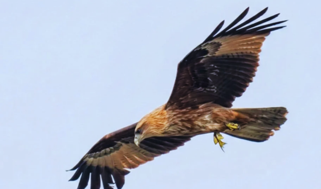 struggle of a photographer in search of the kura eagle Struggle of a Photographer in Search of the Kura Eagle