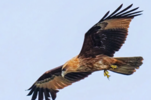 Struggle of a Photographer in Search of the Kura Eagle