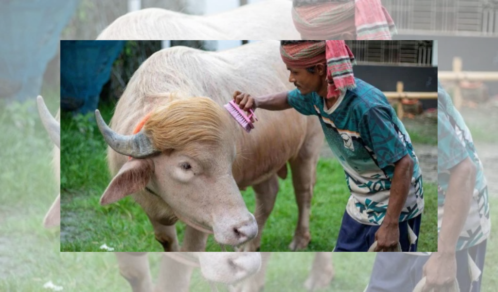 Albino Buffalo Named Donald Trump Placed In Custody Albino Buffalo Named Donald Trump Placed In Custody