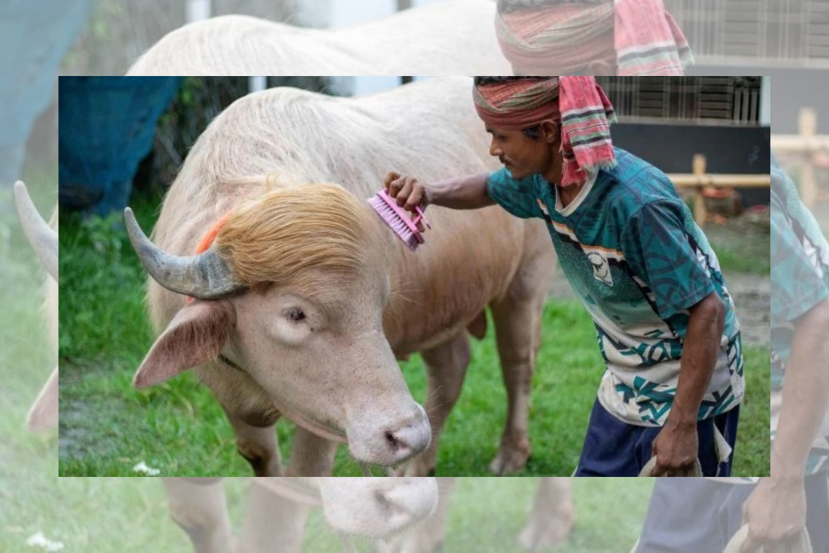 Albino Buffalo Named Donald Trump Placed In Custody