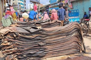 Government Announces New Cattle Hide Policy