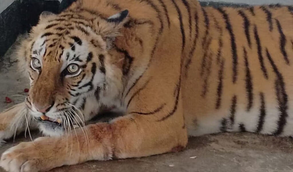 Injured Sundarbans Tigress Recovers and Awaits Release