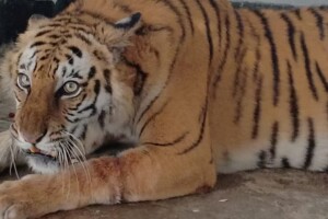 Injured Sundarbans Tigress Recovers and Awaits Release