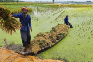 Low Market Prices Overshadow Bumper Boro Harvest