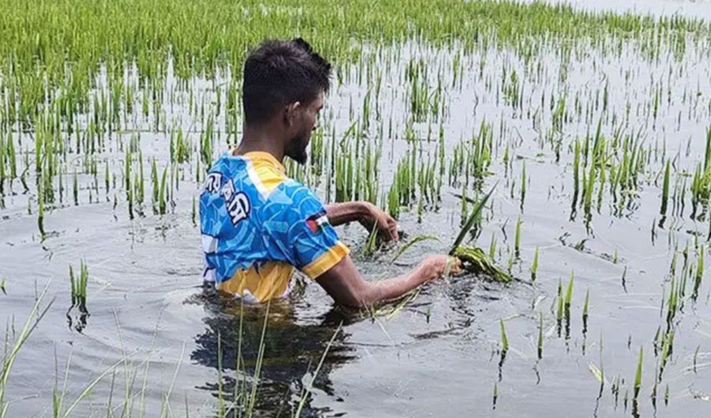 Marginalisation of Sunamganj Farmers as Paddy Prices Collapse Below State Floor Marginalisation of Sunamganj Farmers as Paddy Prices Collapse Below State Floor