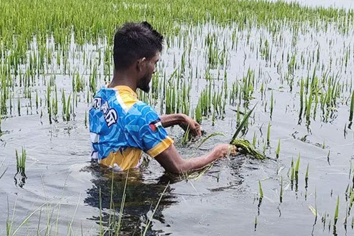 Marginalisation of Sunamganj Farmers as Paddy Prices Collapse Below State Floor