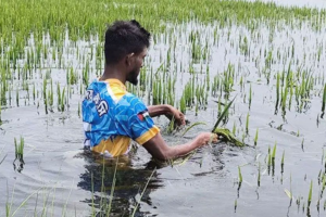 Marginalisation of Sunamganj Farmers as Paddy Prices Collapse Below State Floor