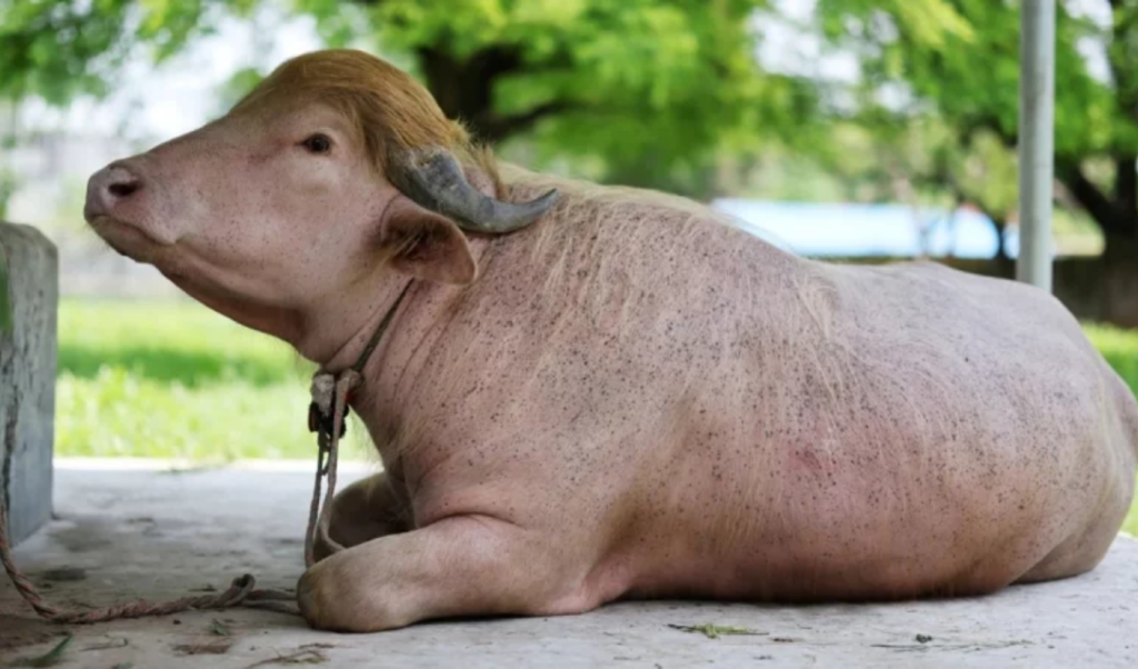National Zoo Extends Special Care For Albino Buffalo National Zoo Extends Special Care For Albino Buffalo