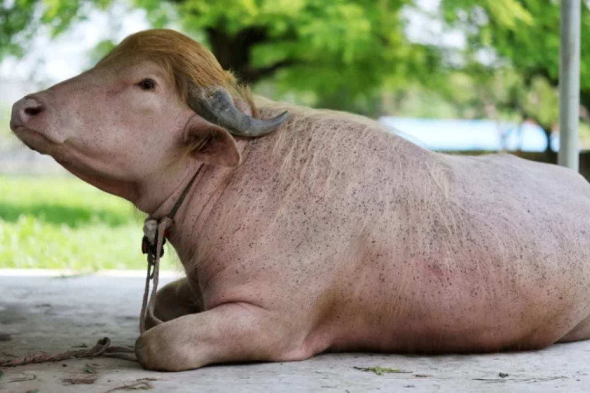 National Zoo Extends Special Care For Albino Buffalo