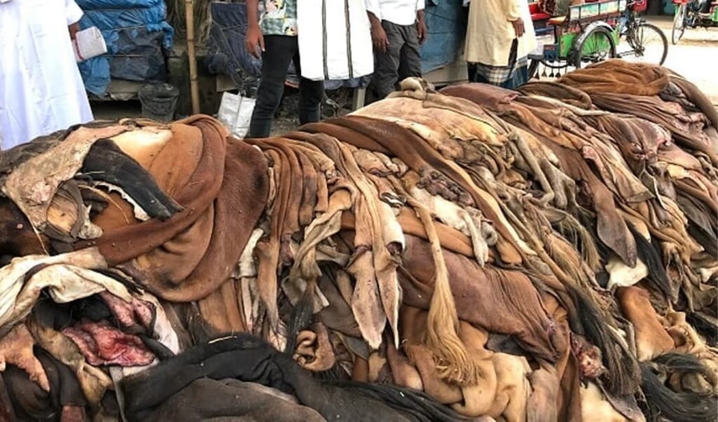 Raw Hide Market Defies Official Price Guidelines Nationwide