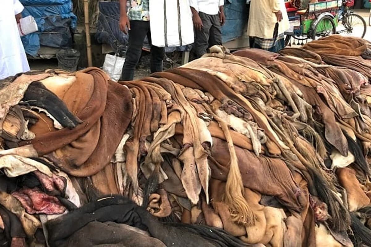 Raw Hide Market Defies Official Price Guidelines Nationwide