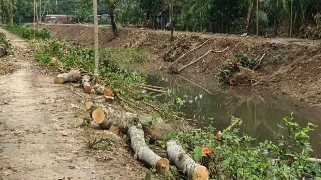 UP Member Accused of Tree Felling UP Member Accused of Tree Felling