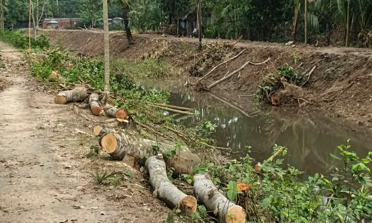 UP Member Accused of Tree Felling