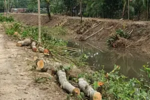 UP Member Accused of Tree Felling