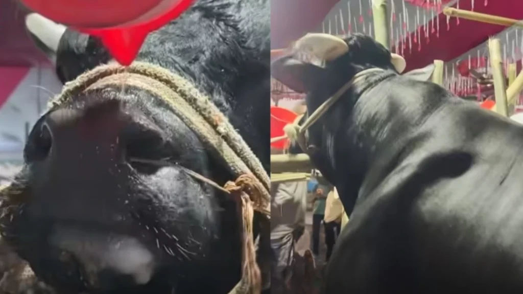 Viral Bull Named After Politician Viral Bull Named After Politician