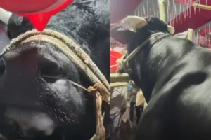 Viral Bull Named After Politician