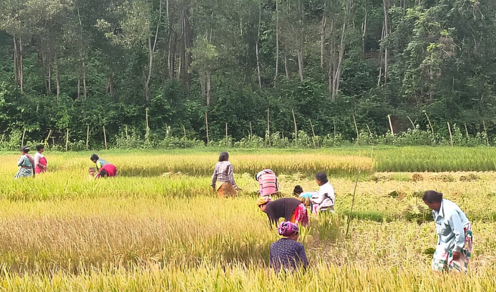 Wild Elephants Prompt Early Harvest Along Sherpur Border Wild Elephants Prompt Early Harvest Along Sherpur Border