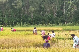 Wild Elephants Prompt Early Harvest Along Sherpur Border